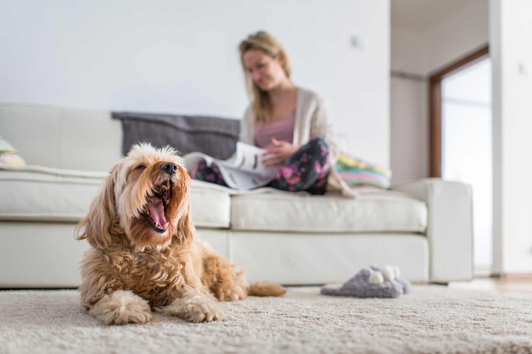 The Best Flooring for Homes with Dogs